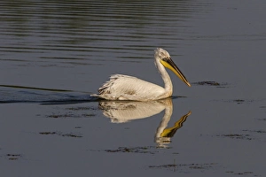 Dalmatian Pelican swimming on Lake Kerkini, Northern Greece