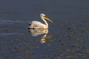 Dalmatian Pelican swimming on Lake Kerkini, Northern Greece