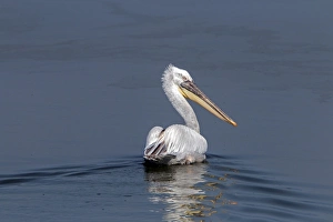 Dalmatian Pelican swimming on Lake Kerkini, Northern Greece
