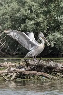 Dalmatian Pelican on tree stump flapping wings at Lake Kerkini, Greece