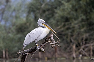 Dalmatian Pelican on tree stump at Lake Kerkini, Greece