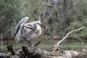 Dalmatian Prints: Dalmatian Pelican on tree stump preening at Lake Kerkini, Greece