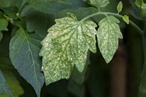 Agriculture Prints: Damage to tomato leaves by two-spotted or red spider mites