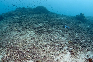 Anthozoa Prints: Damaged coral reef habitat, Tugu, Nusa Penida, Bali, Lesser Sunda Islands, Indonesia
