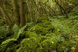 Damp Prints: Damp and mossy deciduous woodland habitat