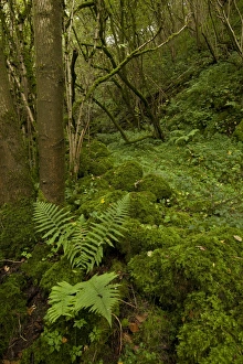 Damp and mossy deciduous woodland habitat, Monks Dale, Derbyshire Dales N. N. R. White Peak, Peak District N. P