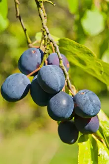 Damson (Prunus domestica var. insititia) Langley Bullace, close-up of fruit, growing in orchard, Norfolk, England