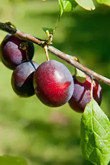 Damson (Prunus domestica var. insititia) Merry Weather, close-up of fruit, growing in orchard, Norfolk, England, august