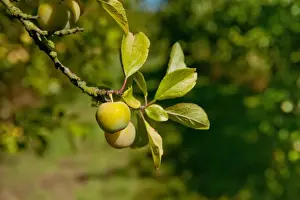 Damson (Prunus domestica var. insititia) Mirabelle Golden Sphere, close-up of fruit, growing in orchard, Norfolk
