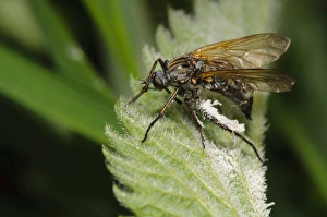 Killing Prints: Dance Fly (Empis tessellata) adult