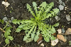 Soil Prints: Dandelion, Taraxacum officinale, leaf rosette on soil
