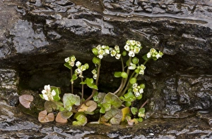 Herbaceous Prints: Danish Scurvy-grass (Cochlearia danica) flowering, growing on coastal cliff, France, March