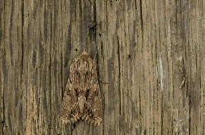 Sheffield Prints: Dark Arches (Apamea monoglypha) adult, Sheffield, South Yorkshire, England, July