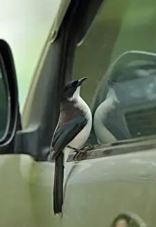 Cars Prints: Dark-backed Sibia (Heterophasia melanoleuca radcliffei) adult
