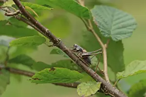 Twig Prints: Dark Bush-cricket (Pholidoptera griseoaptera) adult male
