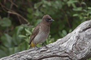 Eyed Prints: Dark capped Bulbul at Lebala Camp Botswana