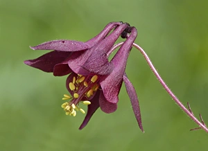 Dolomite Prints: Dark Columbine (Aquilegia atrata) close-up of flower