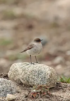 Tyrants Prints: Dark-faced Ground-tyrant (Muscisaxicola macloviana) adult