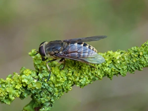 Dark Giant Horsefly (Tabanus sudeticus) adult, resting on lichen covered twig, Cannobina Valley, Italian Alps