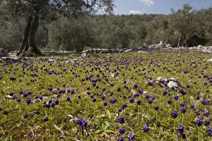 Lesbos Prints: Dark Grape Hyacinth (Muscari commutatum) flowering mass