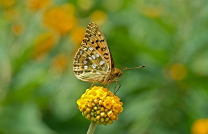 Nectar Prints: Dark Green Fritillary (Argynnis aglaja) adult, feeding on flower, England, june