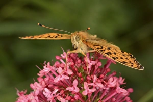 Dark Green Fritillary (Argynnis aglaja) adult, resting on Red Valerian (Centranthus ruber) flowers, Oxfordshire