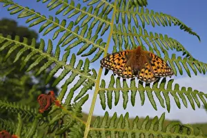 Fern Prints: Dark Green Fritillary (Argynnis aglaja) adult female