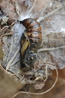 Oxfordshire Prints: Dark Green Fritillary (Argynnis aglaja) pupa
