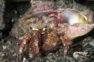 Dark-knee Hermit Crab (Dardanus lagopodes) adult, on black sand, Lembeh Straits, Sulawesi, Sunda Islands, Indonesia