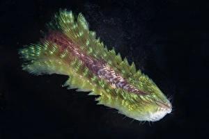 Seraya Prints: Dark-lined Fire Worm (Chloeia fusca) adult