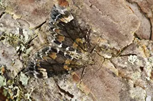 Dark Marbled Carpet Moth (Chloroclysta citrata) adult, camouflaged on pine bark, Loch Garten RSPB Reserve