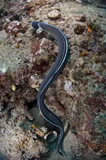 Strait Prints: Dark-shouldered Snake-eel (Ophichthus cephalozona) adult