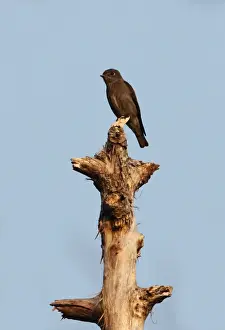 Kaeng Krachan Prints: Dark-sided Flycatcher (Muscicapa sibirica rothschildi) adult