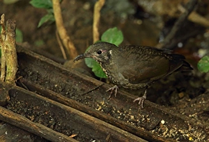 Dark-sided Thrush (Zoothera marginata) adult, feeding on forest floor, Doi Inthanon N. P