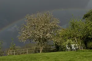 Malus Prints: Dark sky with a vivid rainbow over a garden with a flowering crab apple tree on a showery spring day