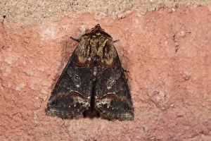 Noctuids Prints: Dark Spectacle (Abrostola triplasia) adult