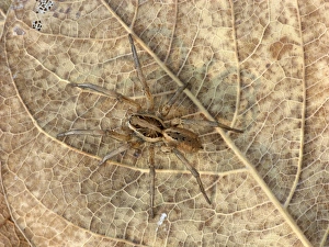Spider Prints: Dark Wolfspider (Lycosa godeffroyi) adult