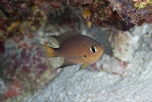 Maluku Prints: Darkfin Chromis (Chromis atripes) adult