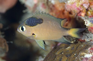 Darkfin Chromis (Chromis atripes) adult, with parasite attached to head, swimming, Muara Channel, Sermata Islands