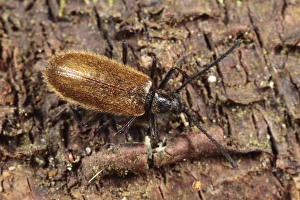 Darkling Beetle (Lagria hirta) adult, standing on birch bark, Powys, Wales, october