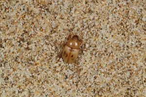 Strandlines Prints: Darkling Beetle (Phaleria cadaverina) adult