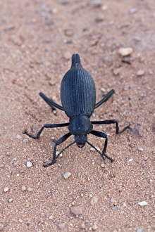 Darkling beetle from Utah USA