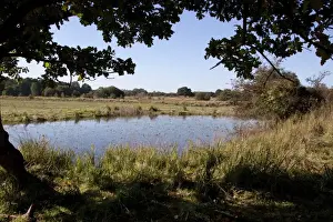 Mmarsh Prints: Darsham Marsh a marshland habitat owned by the Suffolk Wildlife Trust