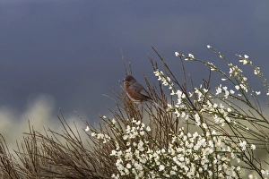 Warblers Prints: Dartford Warbler male