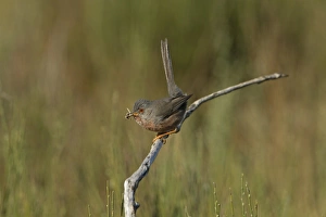 Dartford Warbler (Sylvia undata) adult female, with nest material in beak, perched on broom, Extremadura, Spain, April