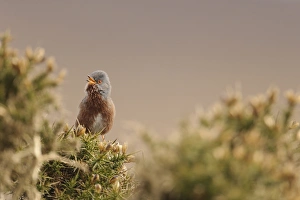 Dartford Warbler (Sylvia undata) adult male, singing, perched on gorse in heathland, North Wales, March