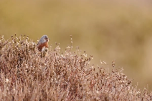 Dartford Warbler (Sylvia undata) adult male, perched on heather in heathland, North Wales, March