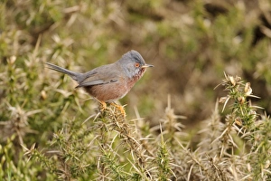 Dartford Warbler (Sylvia undata) adult male, perched on gorse in heathland, North Wales, March