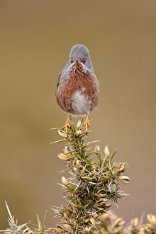 Dartford Warbler (Sylvia undata) adult male, perched on gorse in heathland, North Wales, March