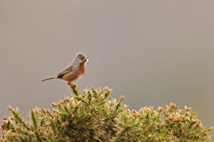 Dartford Warbler (Sylvia undata) adult male, perched on gorse in heathland, North Wales, March